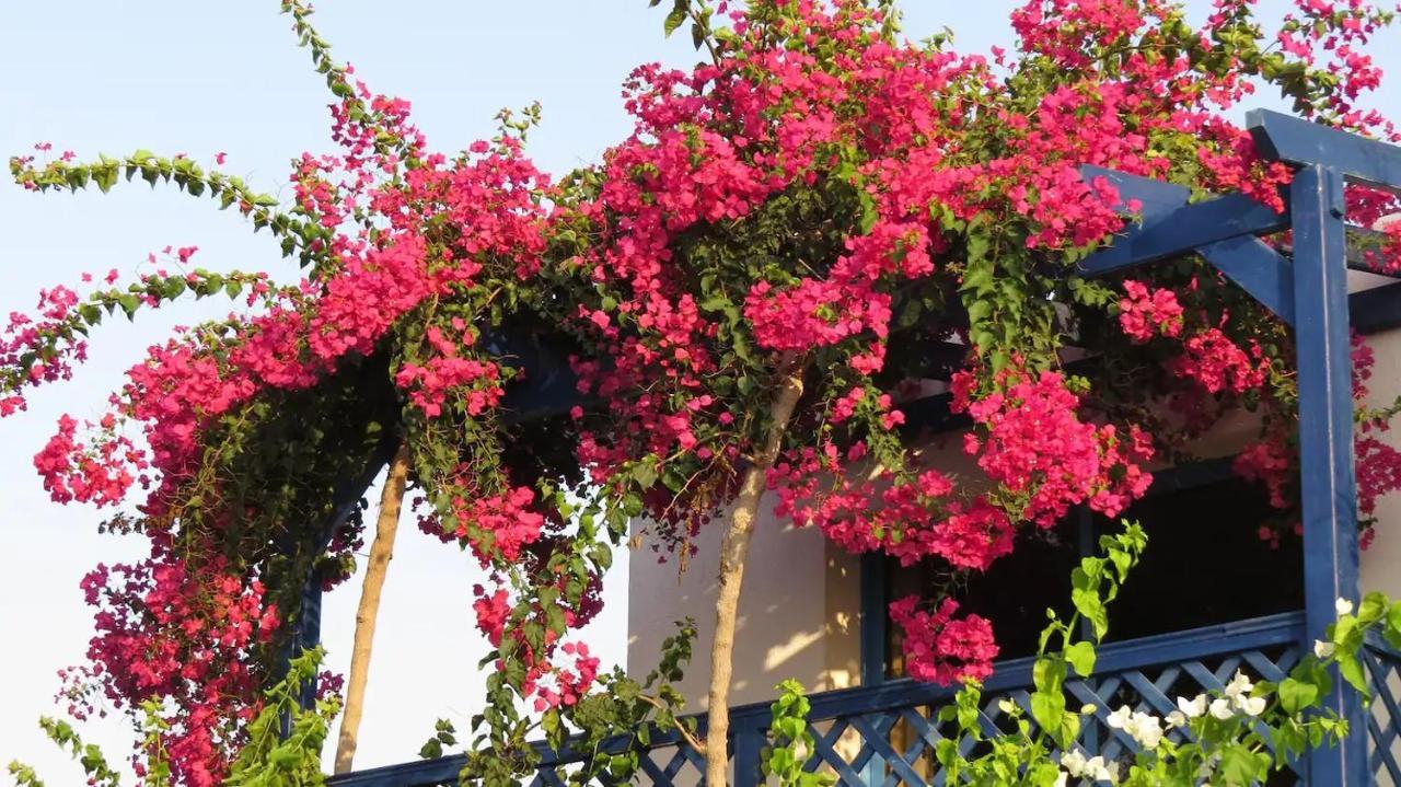 Banana Sunset Villas بافوس المظهر الخارجي الصورة