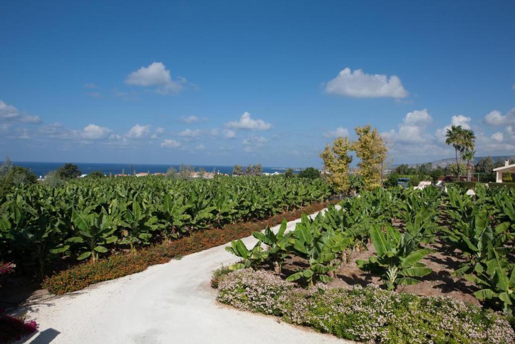 Banana Sunset Villas بافوس المظهر الخارجي الصورة
